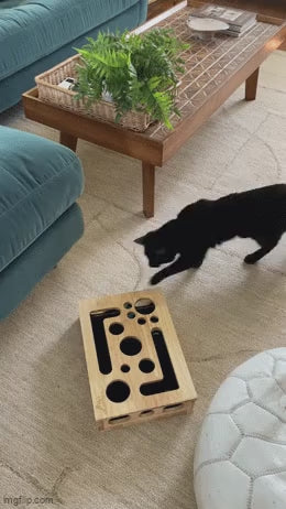 A black cat reaching into the maze box for a treat